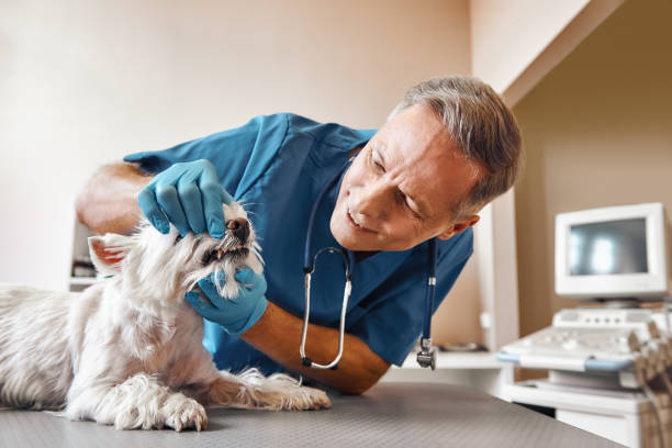 Best Walk-In Emergency Dentist in Sandia Knolls, NM